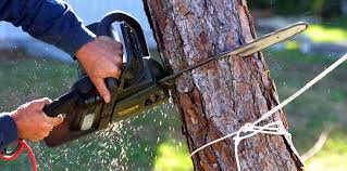 Richgrove, CA  Tree Services Company