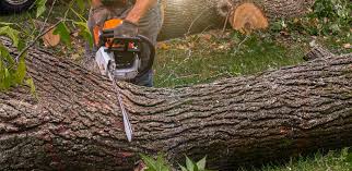 Best Tree Preservation Services  in Richgrove, CA