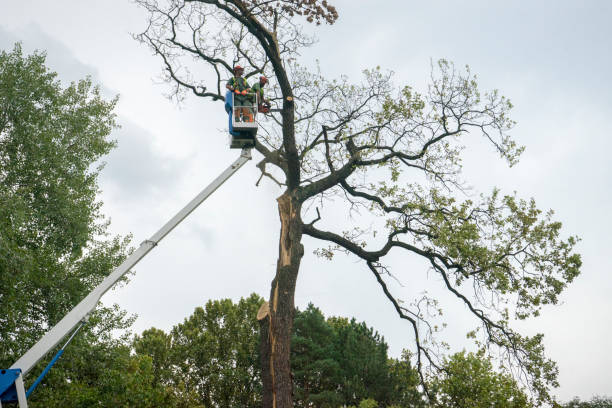 Best Utility Line Clearance  in Richgrove, CA