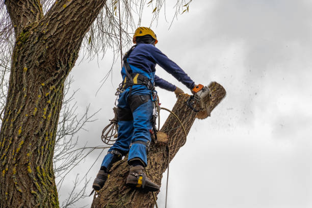 Best Root Management and Removal  in Richgrove, CA