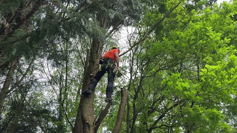 Best Stump Grinding and Removal  in Richgrove, CA