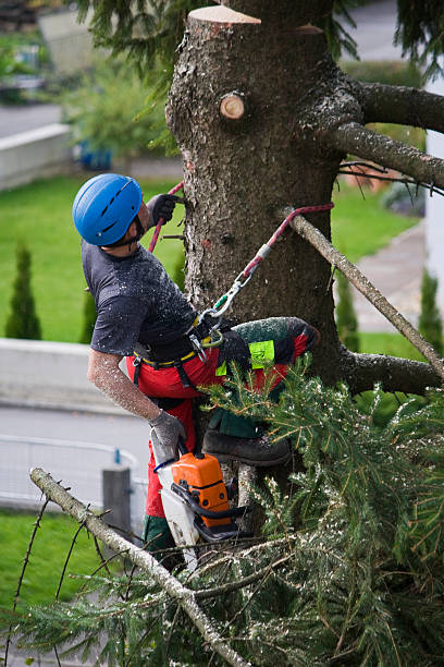 Best Tree Planting Services  in Richgrove, CA