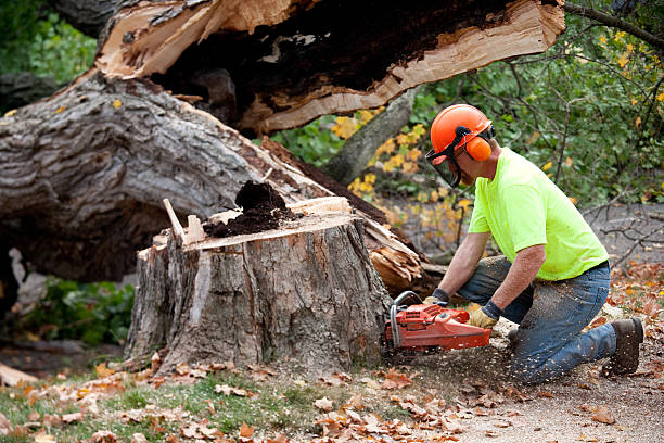 Best Commercial Tree Removal  in Richgrove, CA