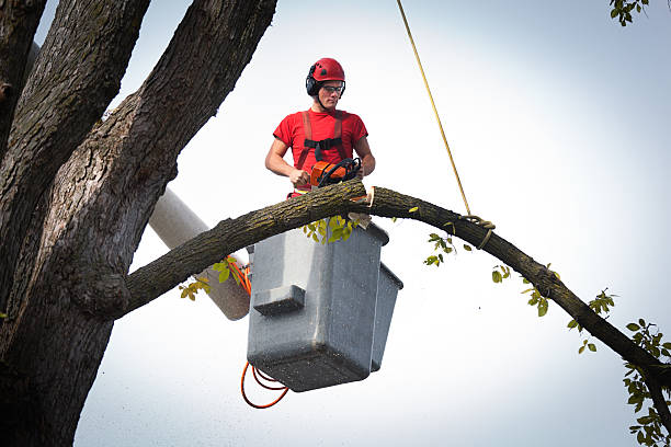 Best Tree Preservation Services  in Richgrove, CA