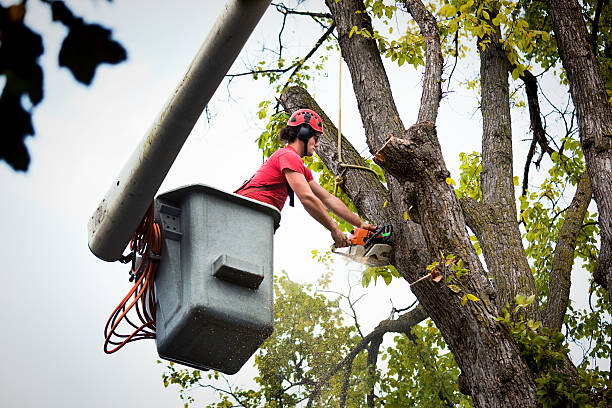 Best Tree Maintenance Programs  in Richgrove, CA